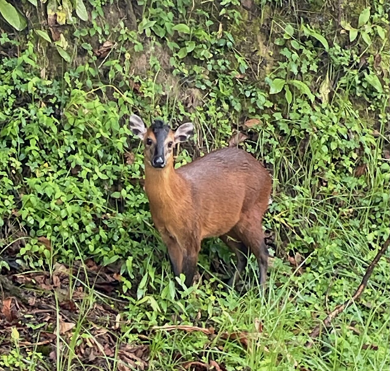 Photo of Black-Fronted Duiker