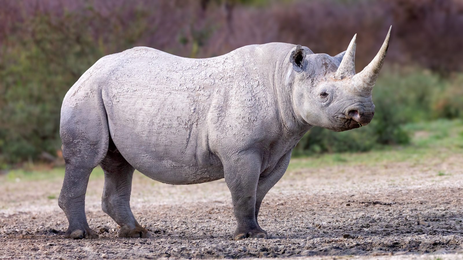 Photo of Black Rhinoceros