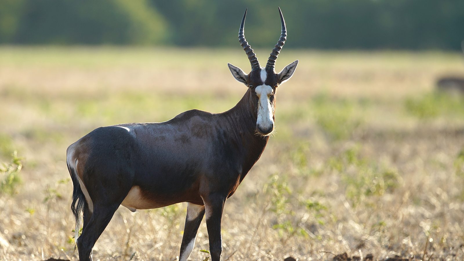 Foto af Blesbok