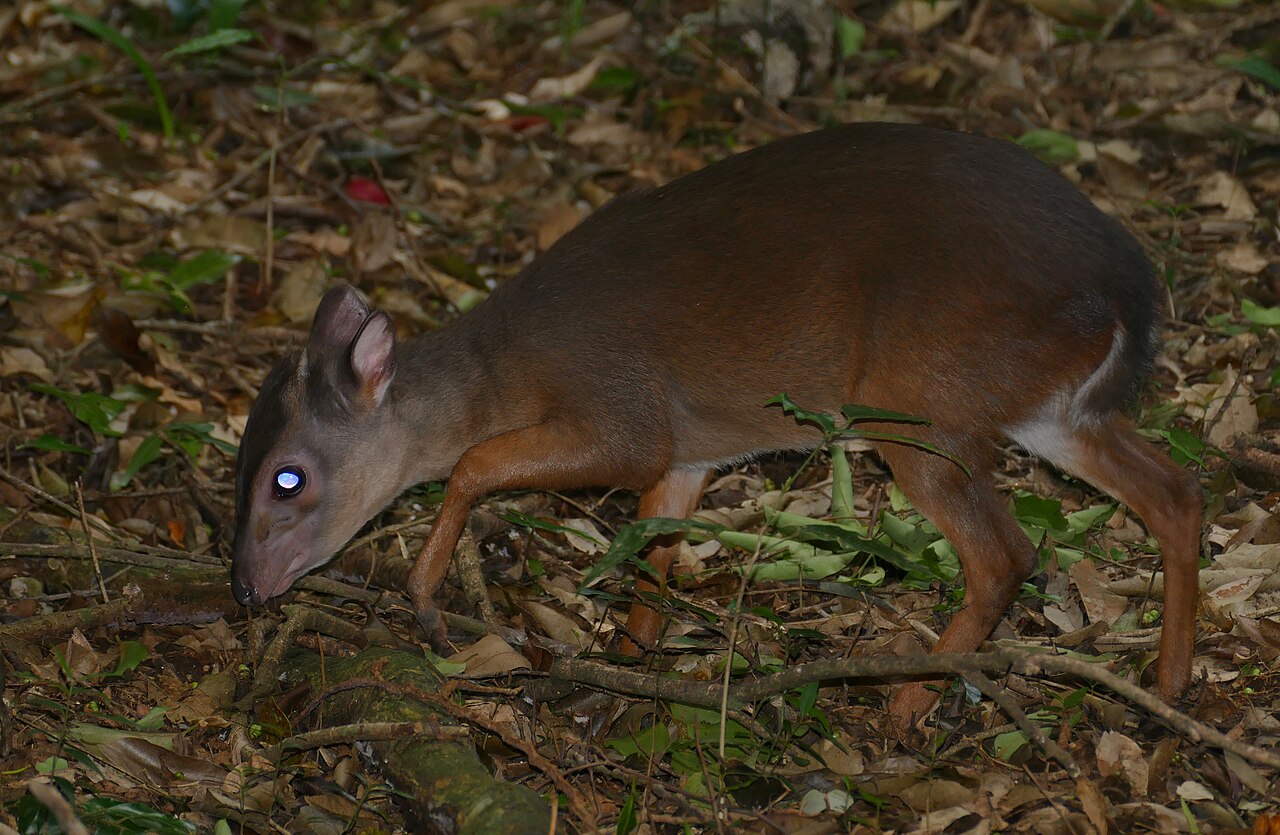 Photo of Blue Duiker