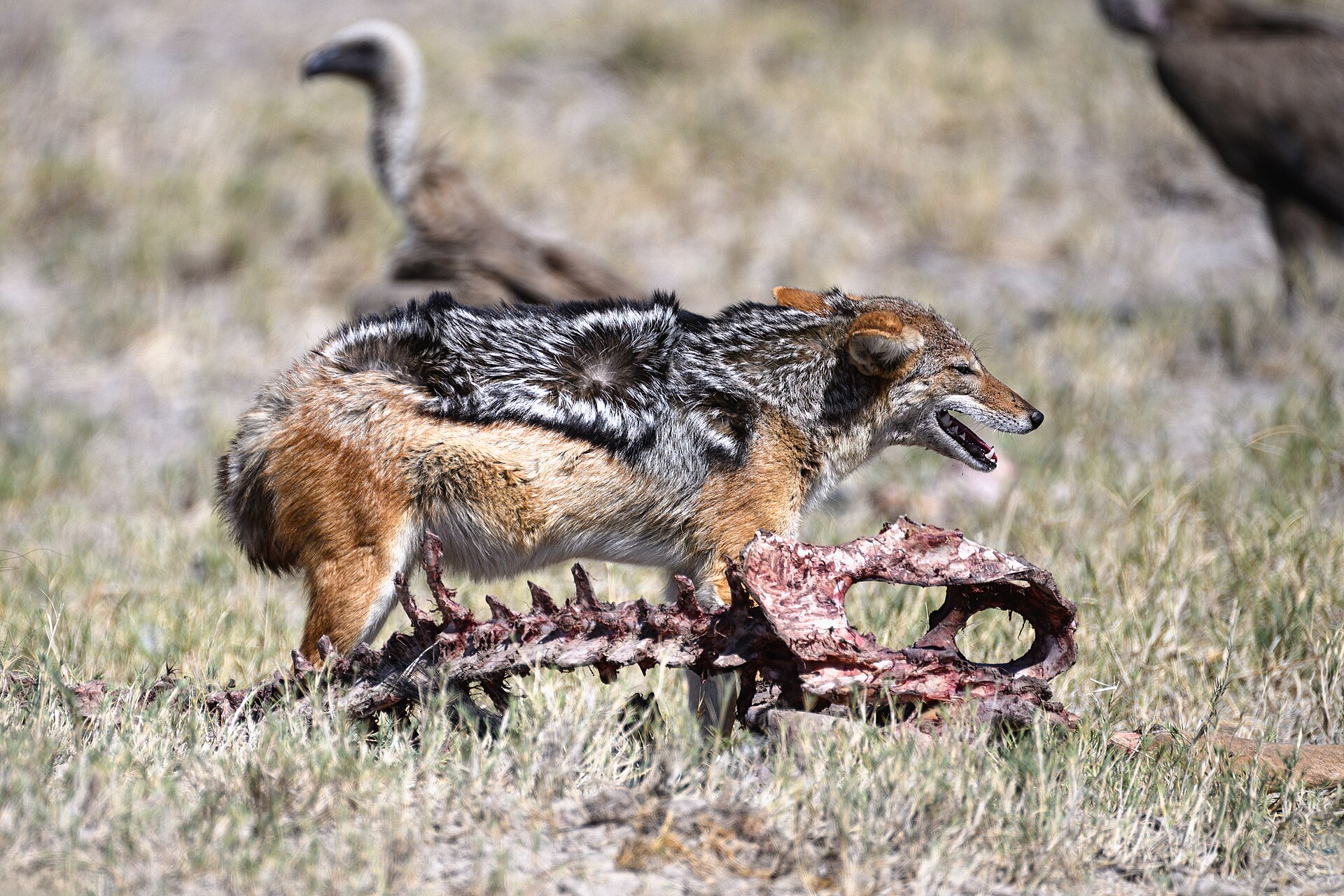 A jackal protecting a large bone from some vultures — Central Predator Week — 7 Days, Botswana hunt package