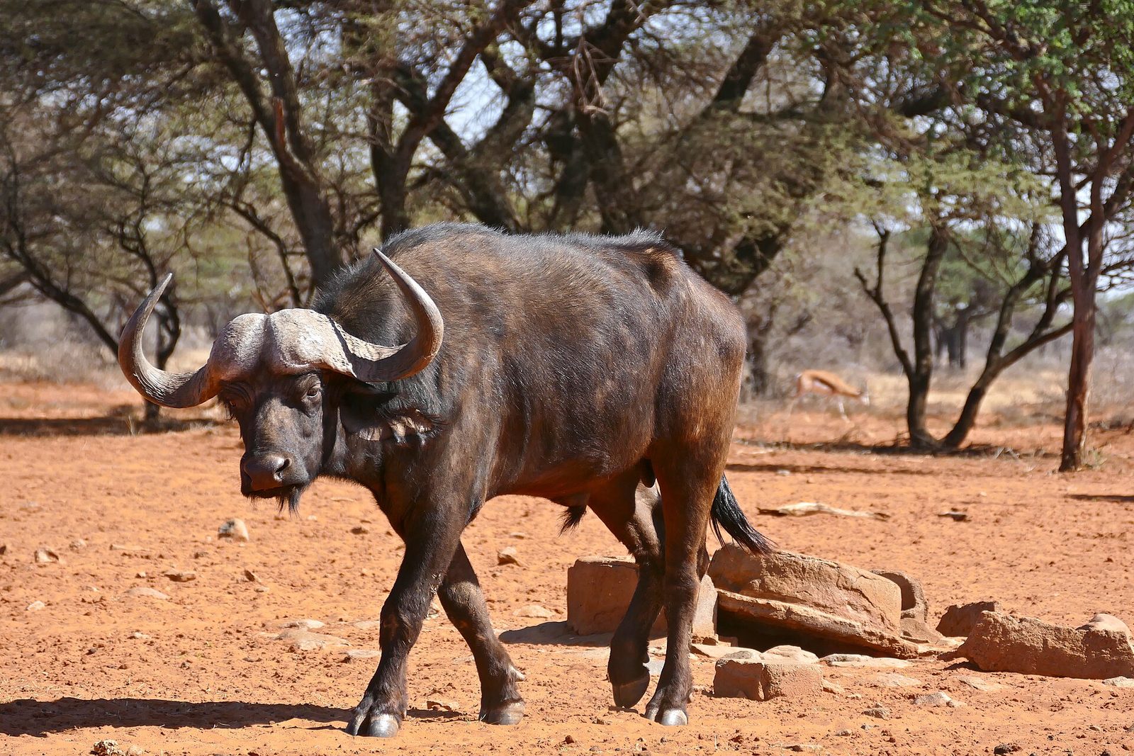 African Buffalo (Syncerus caffer) bull — Chobe Buffalo — 10 Days, Botswana hunt package