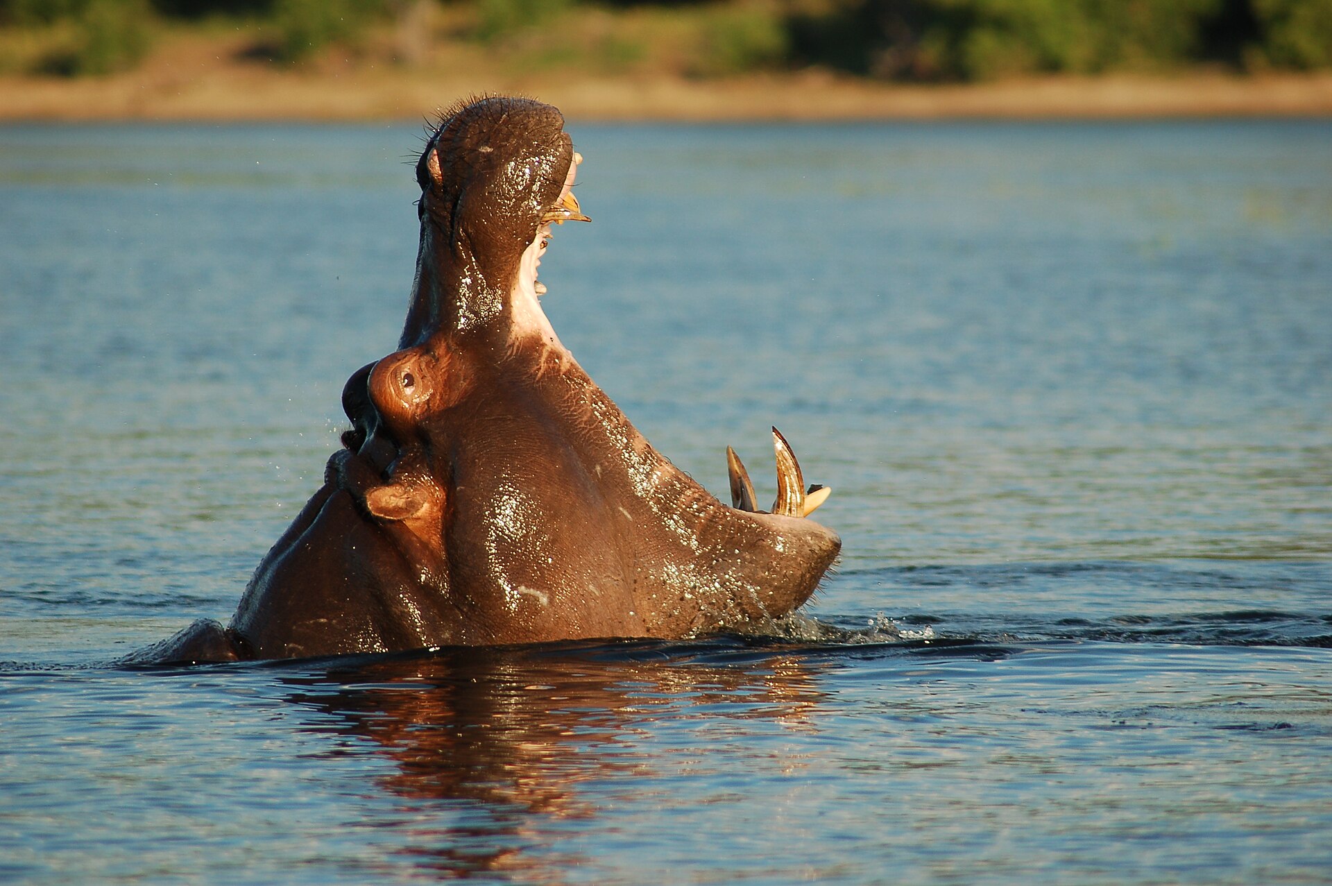 Chobe River Front, Botswana — Chobe Hippo Focus — 10 Days, Botswana hunt package