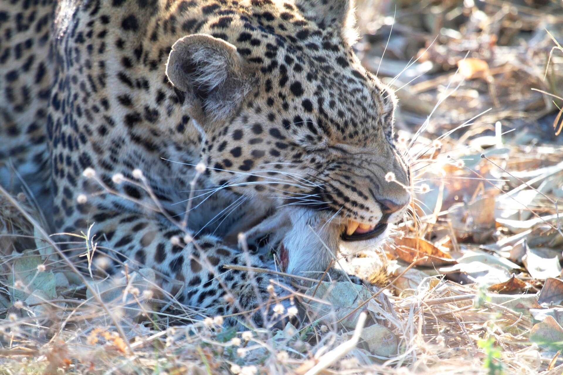 African Leopard, Botswana imported from iNaturalist photo 10355594 — Chobe Leopard — 14 Days, Botswana hunt package
