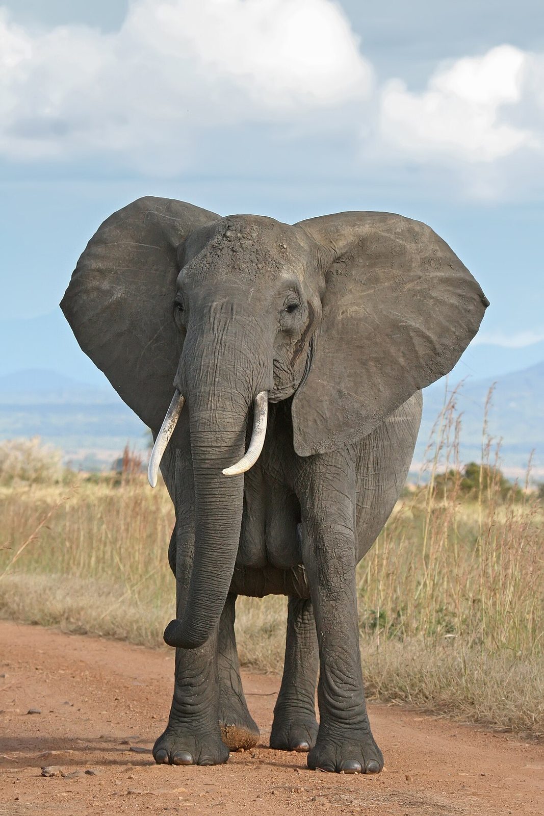 Large elephant bull — Botswana Elephant — 10 Days, Botswana hunt package
