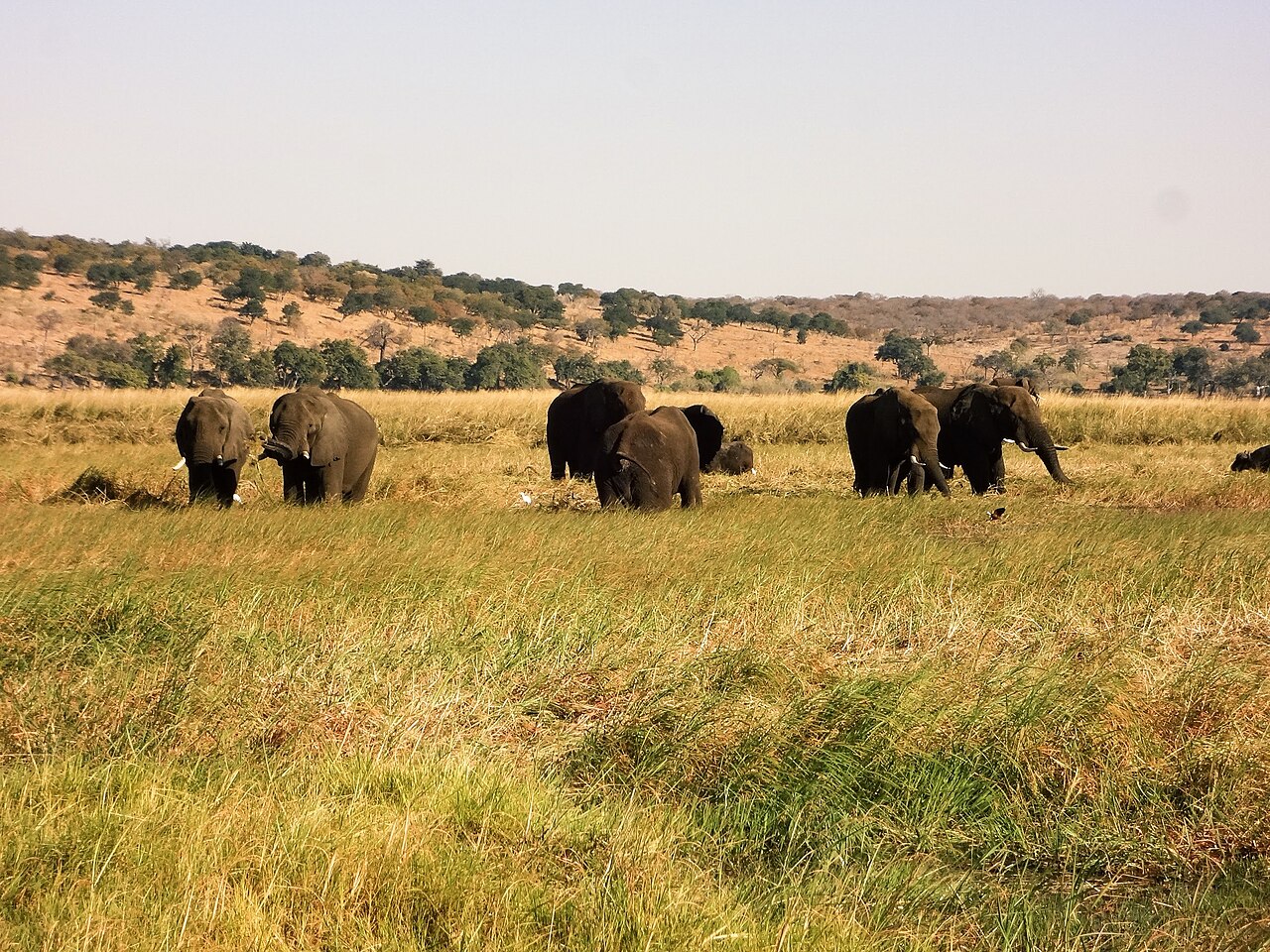 Herd near Chobe — Botswana Elephant — 10 Days, Botswana hunt package
