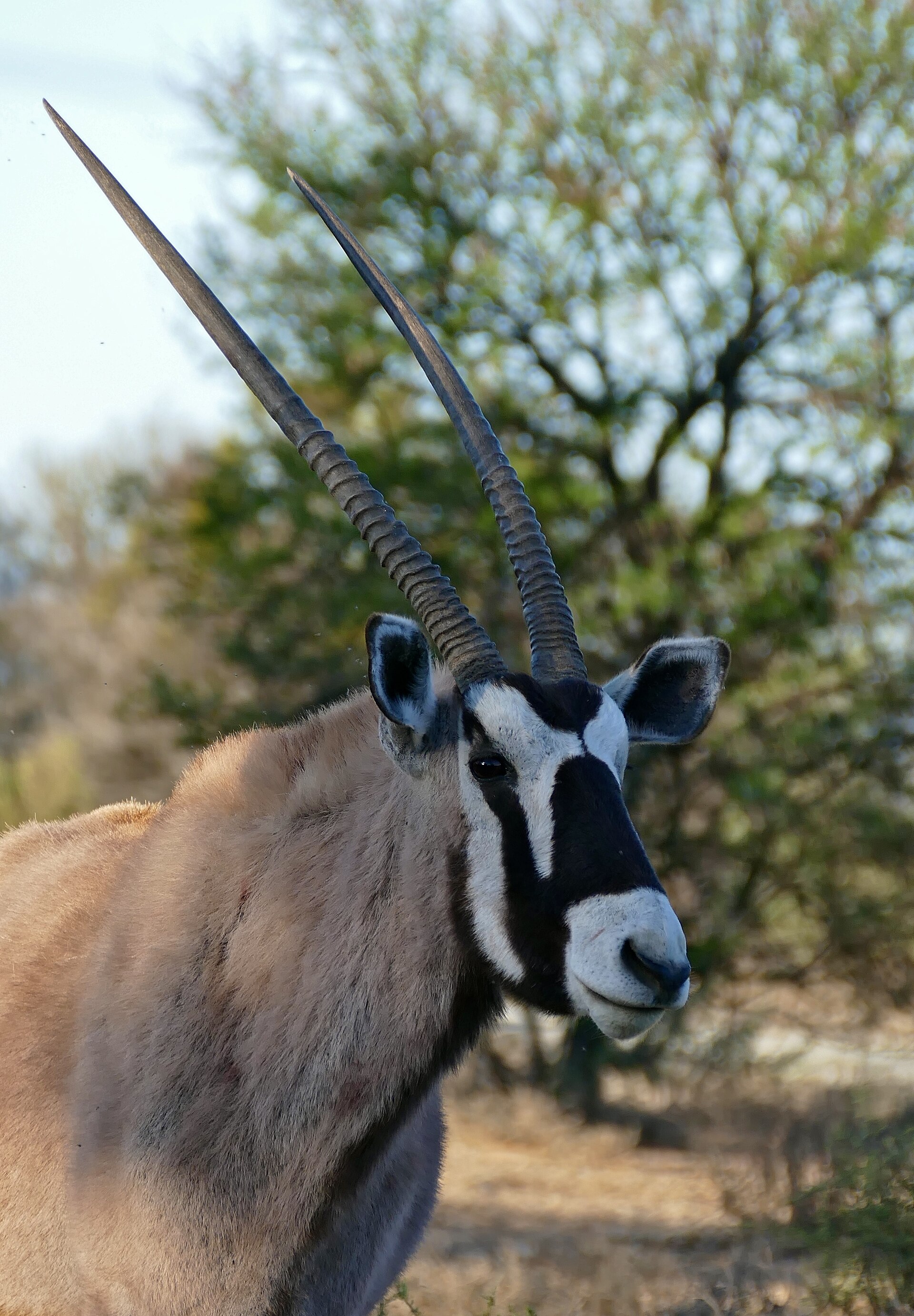 Gemsbok (Oryx gazella) — Ghanzi Bow Kalahari — 7 Days, Botswana hunt package