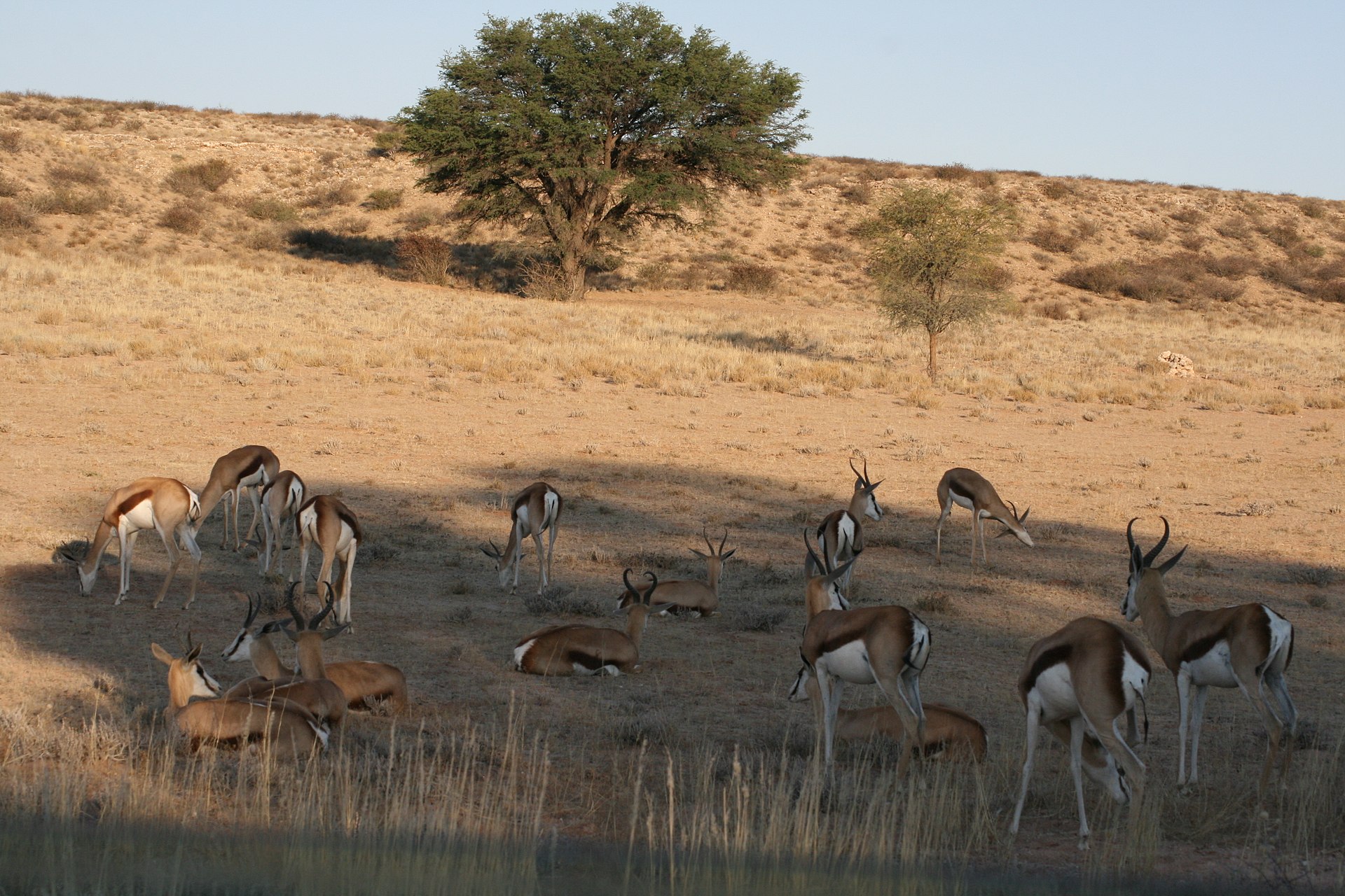 Kgalagadi Transfrontier Park - springbok — Kgalagadi Desert Plains — 7 Days, Botswana hunt package