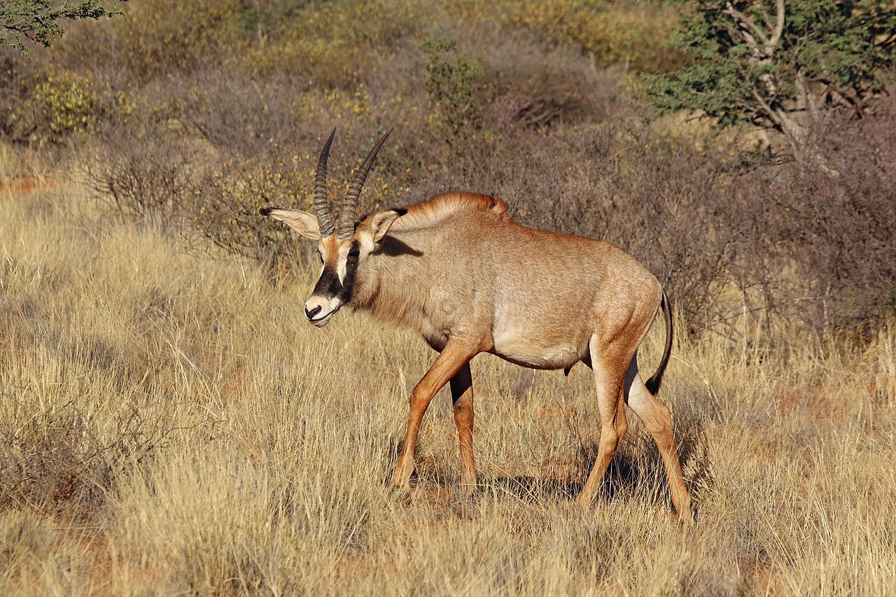 Roan Antelope in habitat — North West Roan Woodland — 10 Days, Botswana hunt package