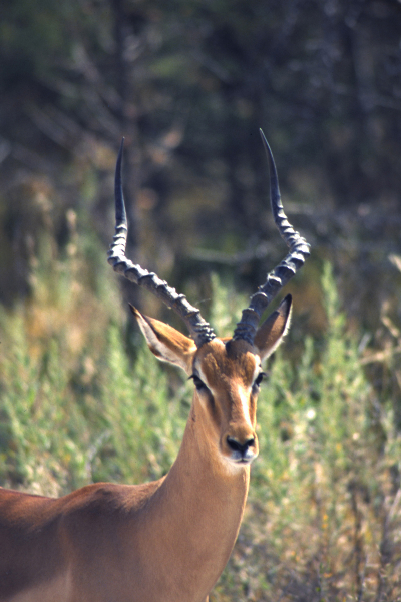 Botswana Nxai Pan NP Impala Male — Okavango Plains — 10 Days, Botswana hunt package