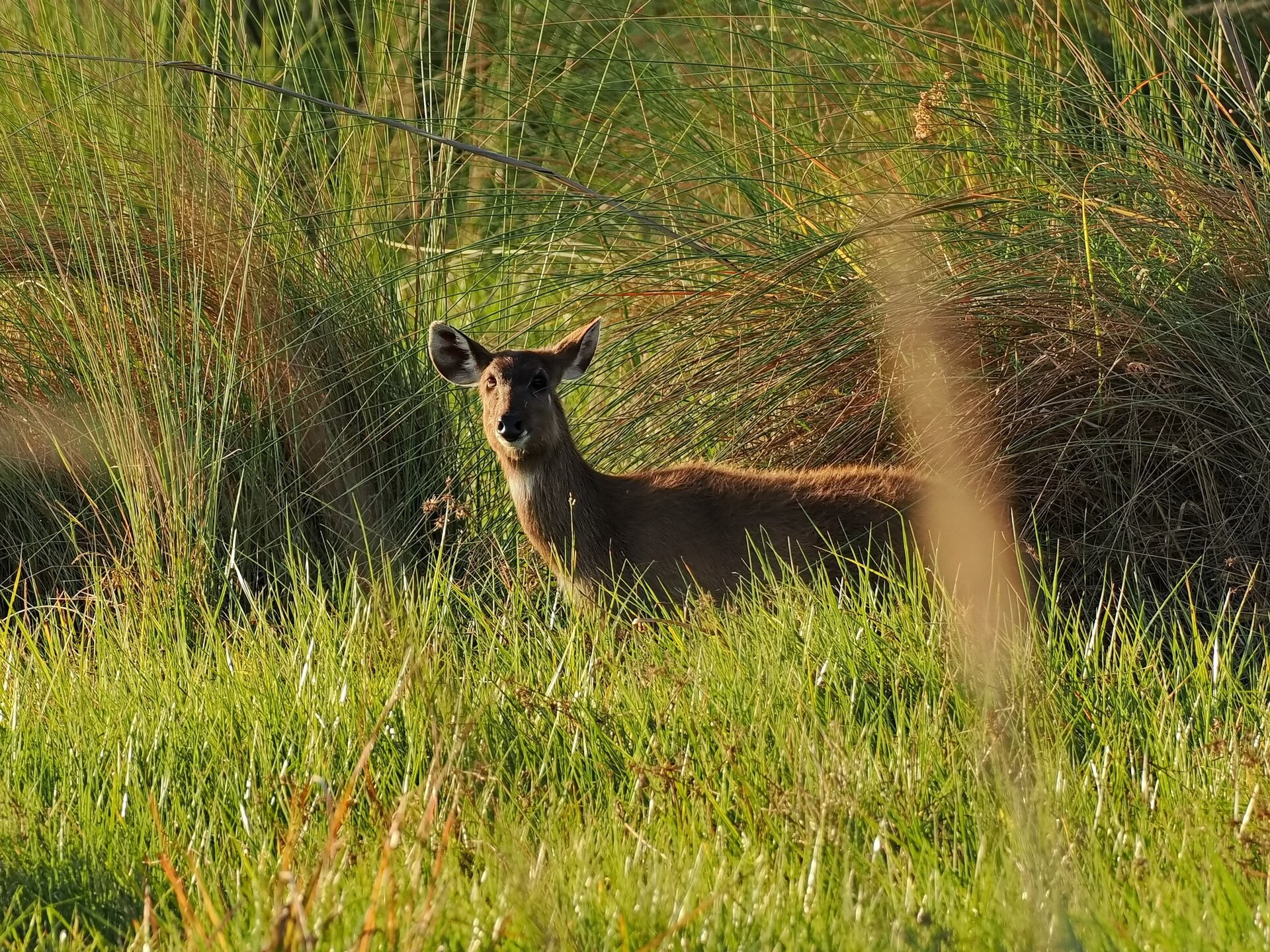 Tragelaphus spekii selousi 225651924 — Okavango Sitatunga — 8 Days, Botswana hunt package