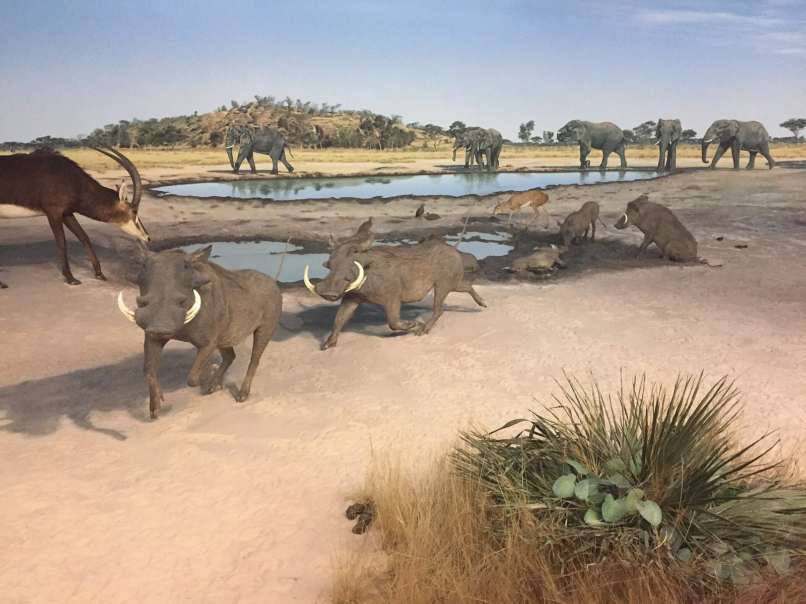 Cape Warthogs, Botswana Diorama, Denver Museum of Nature and Science (Middle) — Botswana Sable — 10 Days, Botswana hunt package