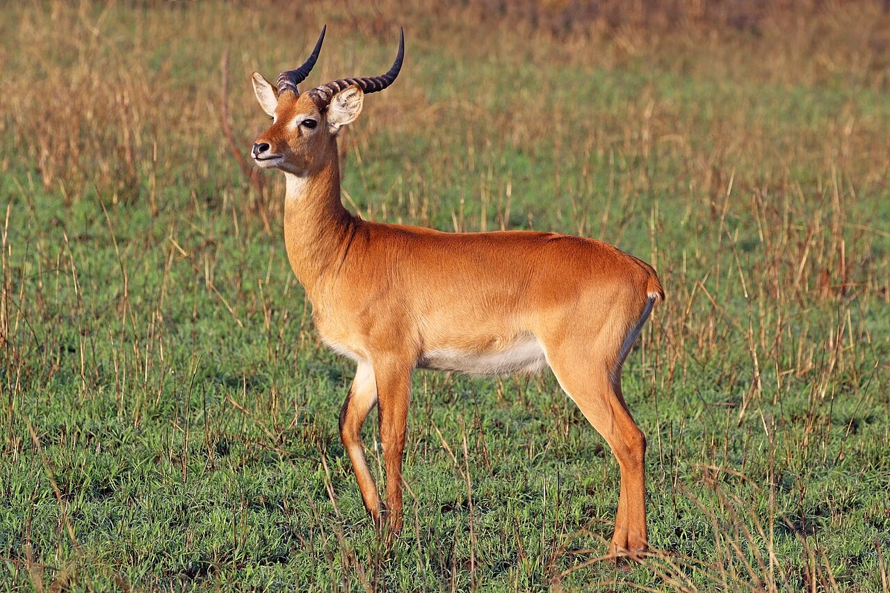 Buffon's kob on West African grassland