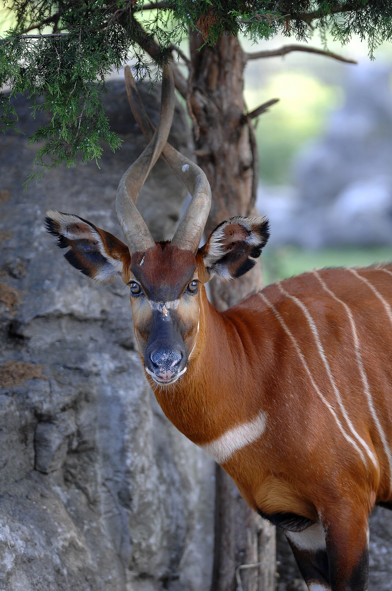 Bongo in habitat — Cameroon Bongo Quest — 14 Days, Cameroon hunt package