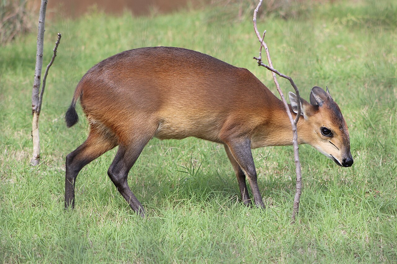 Red-Flanked Duiker in habitat — Cameroon Far North Small Game — 7 Days, Cameroon hunt package
