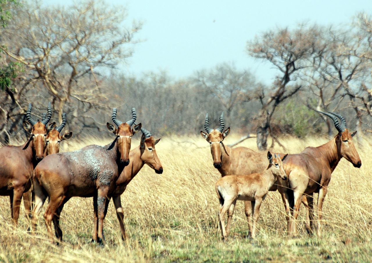 Western Hartebeest in habitat — Cameroon Savanna Plains — 10 Days, Cameroon hunt package