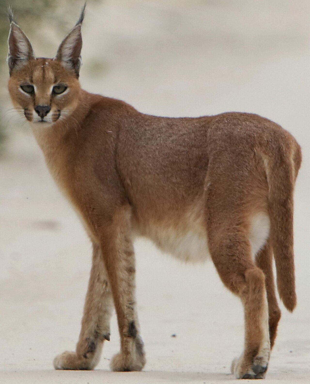 Photo of Caracal