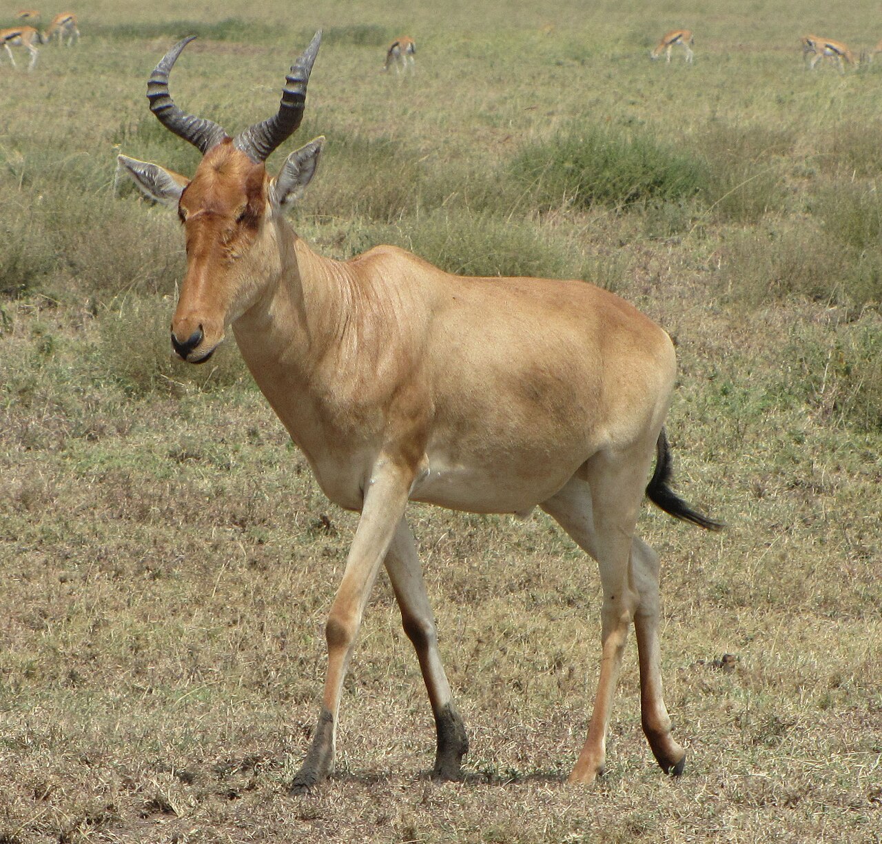 Coke's hartebeest (kongoni) on Tanzanian grassland