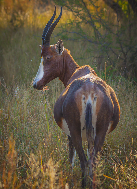 Copper blesbok, a South African ranch colour morph