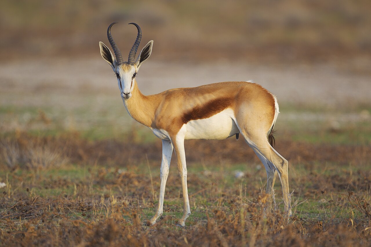 Copper springbok, a South African ranch colour morph