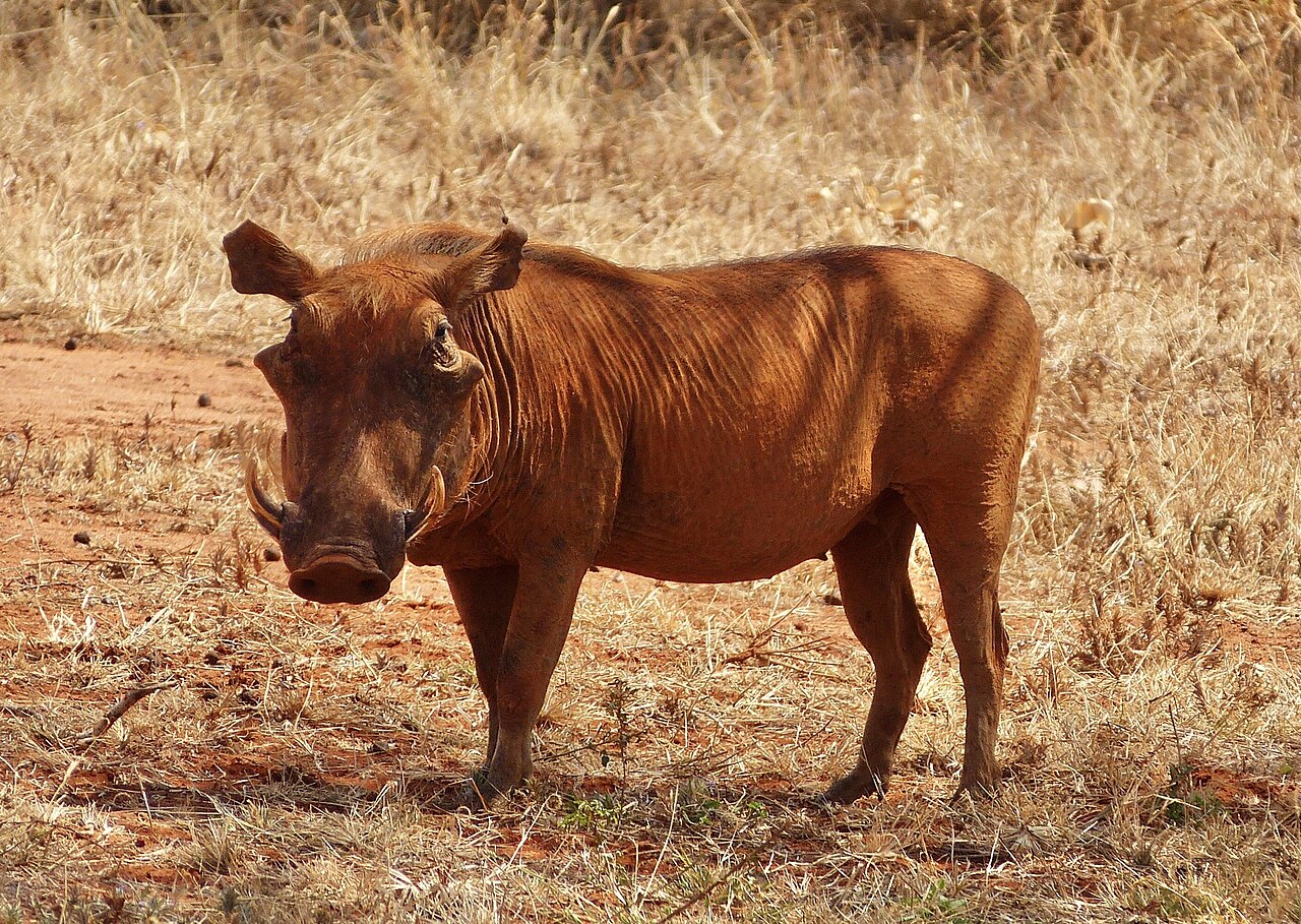 Desert warthog in arid Horn of Africa country