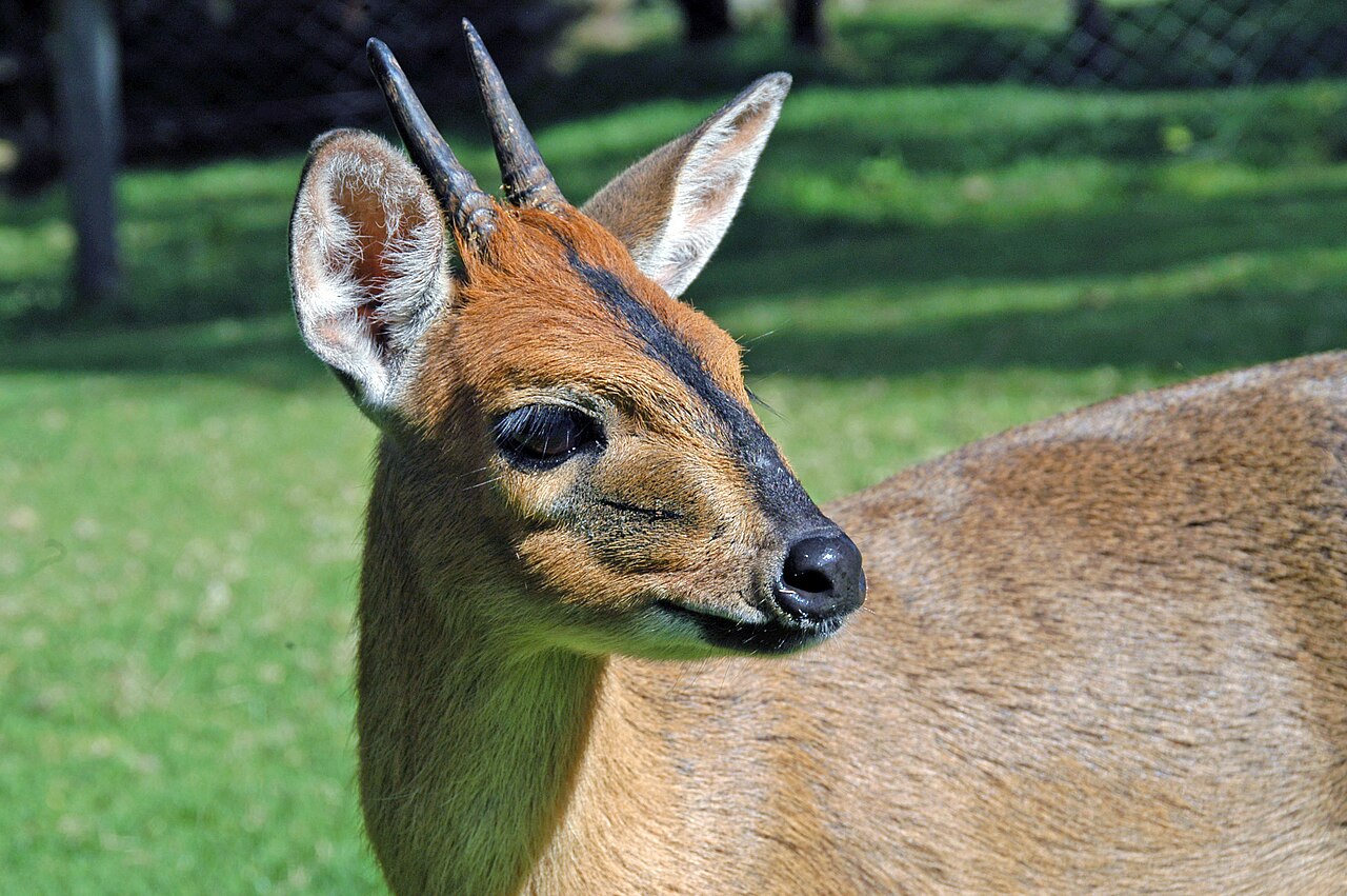 East African bush duiker in mixed savanna