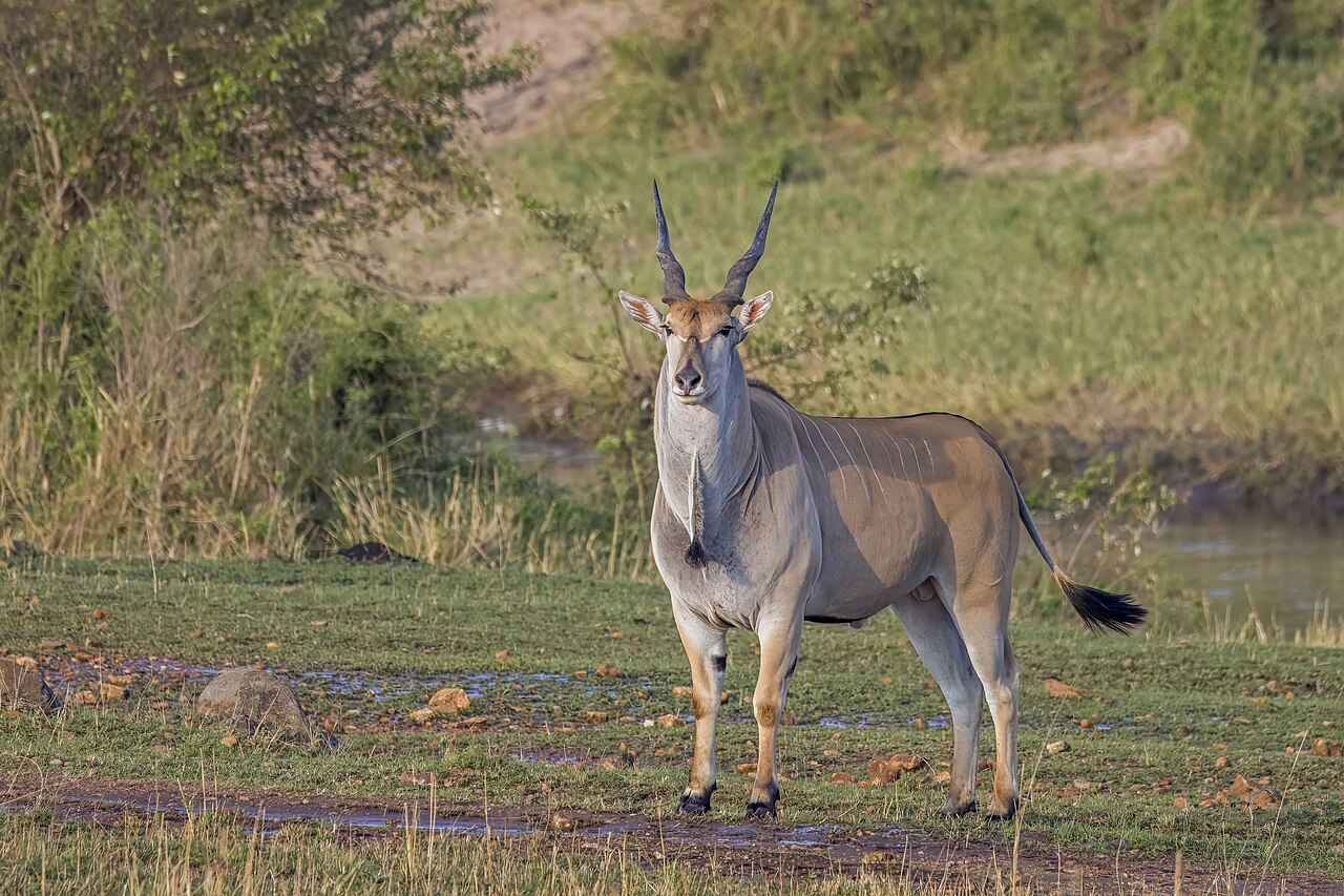 Foto di East African Eland