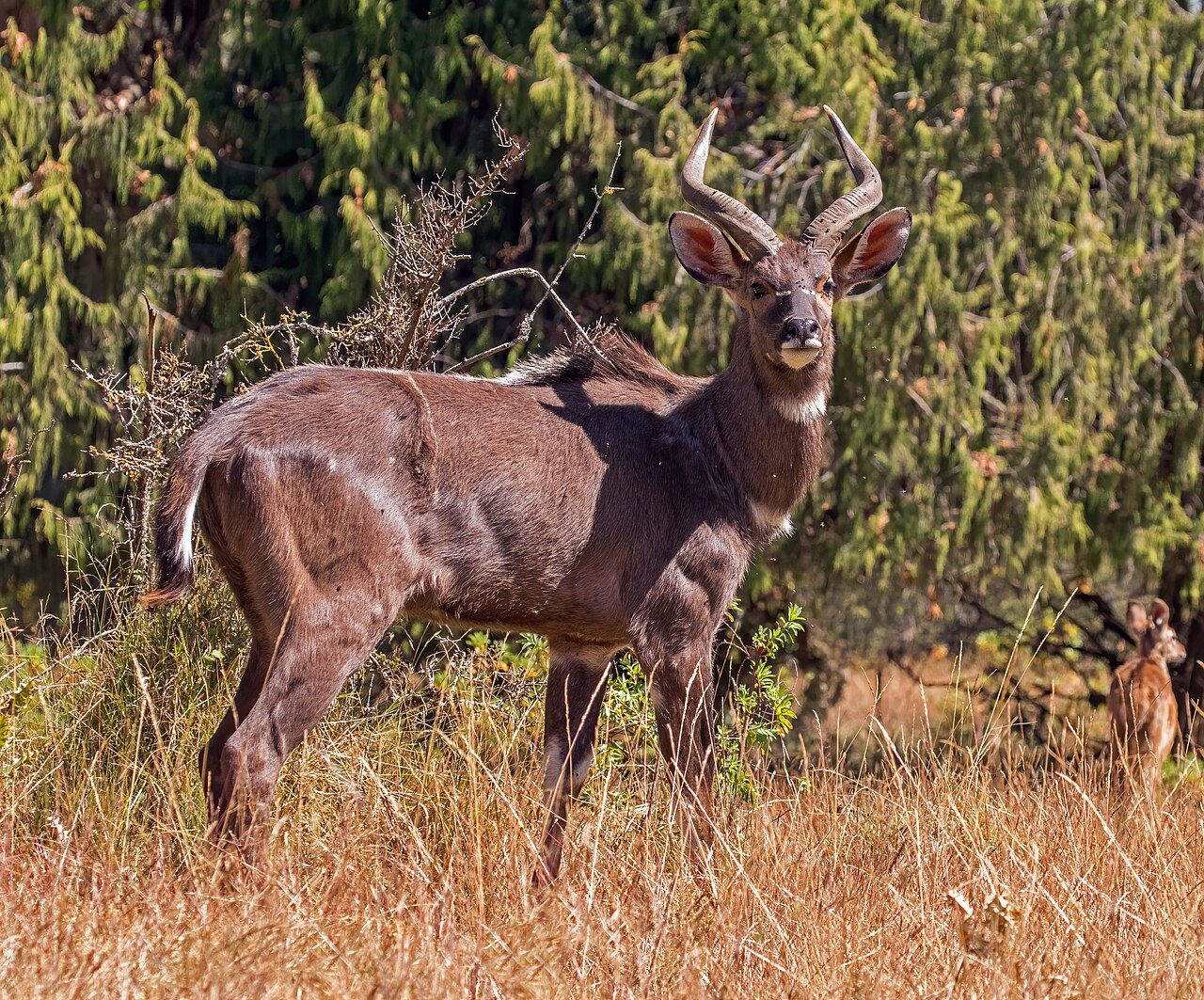Mountain Nyala in habitat — Ethiopia Mountain Nyala Quest — 14 Days, Ethiopia hunt package