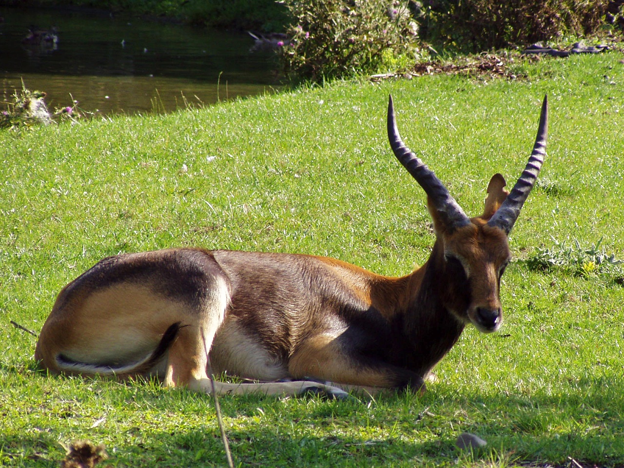 Nile Lechwe in habitat — Ethiopia Nile Lechwe — 10 Days, Ethiopia hunt package