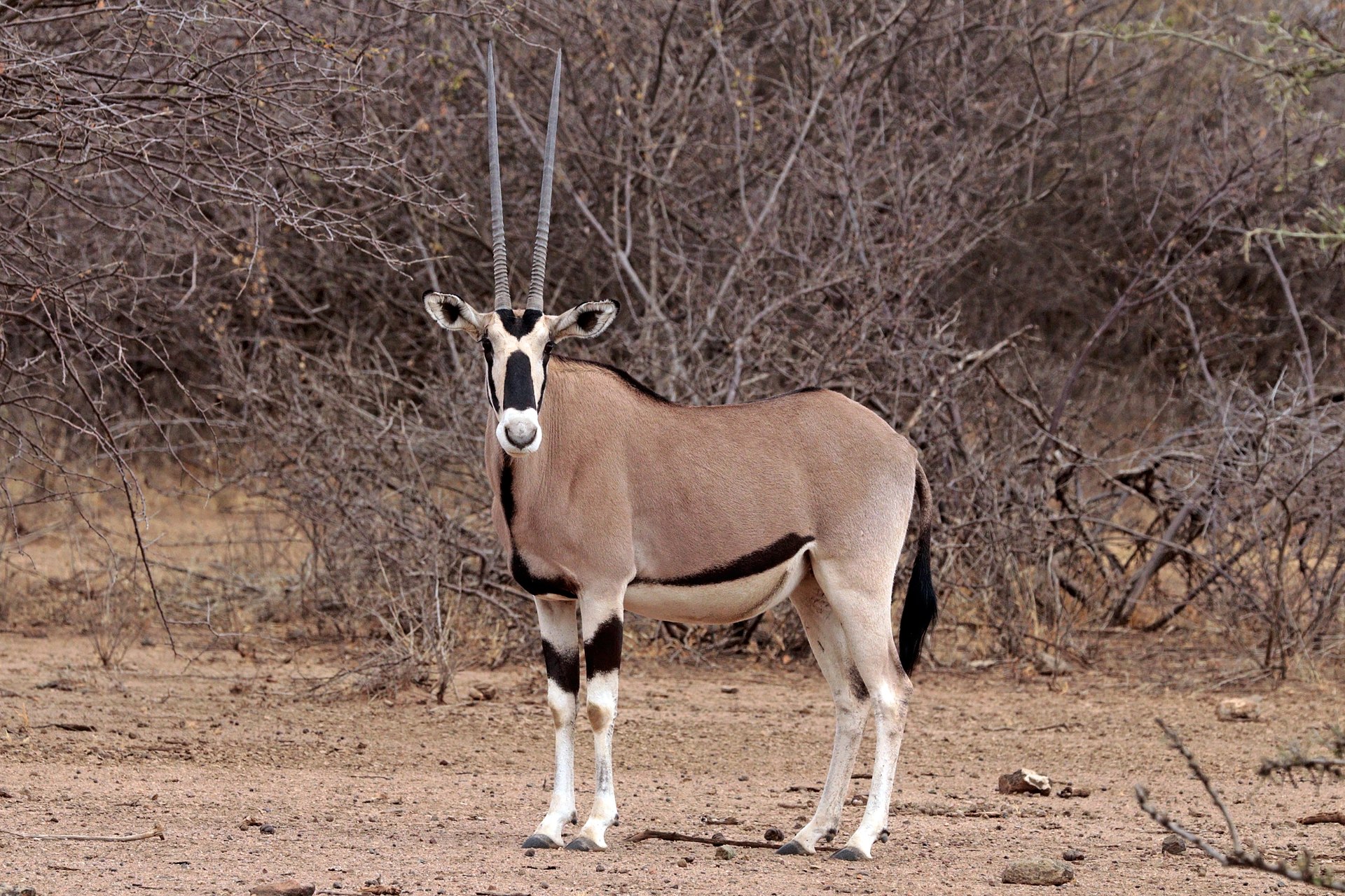 Common beisa oryx (Oryx beisa beisa) female — Somali Arid Plains — 10 Days — Somali Arid Plains — 10 Days, Ethiopia hunt package