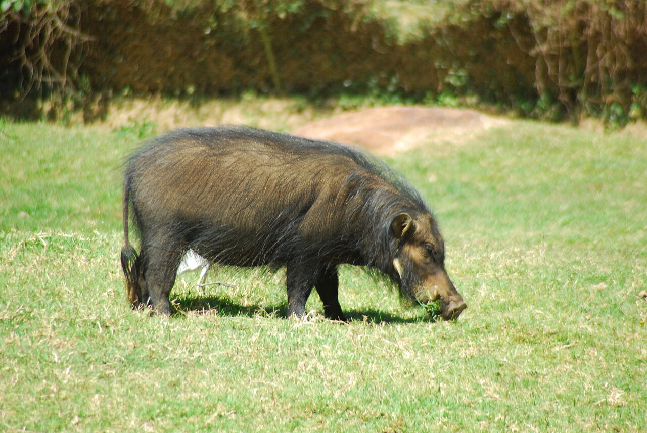 Giant forest hog in African rainforest