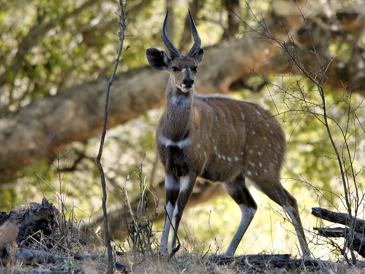Harnessed bushbuck with striped coat