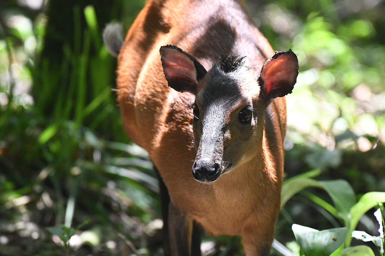 Harvey's red duiker in East African forest
