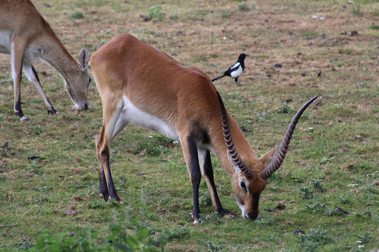 Foto af Kafue Lechwe