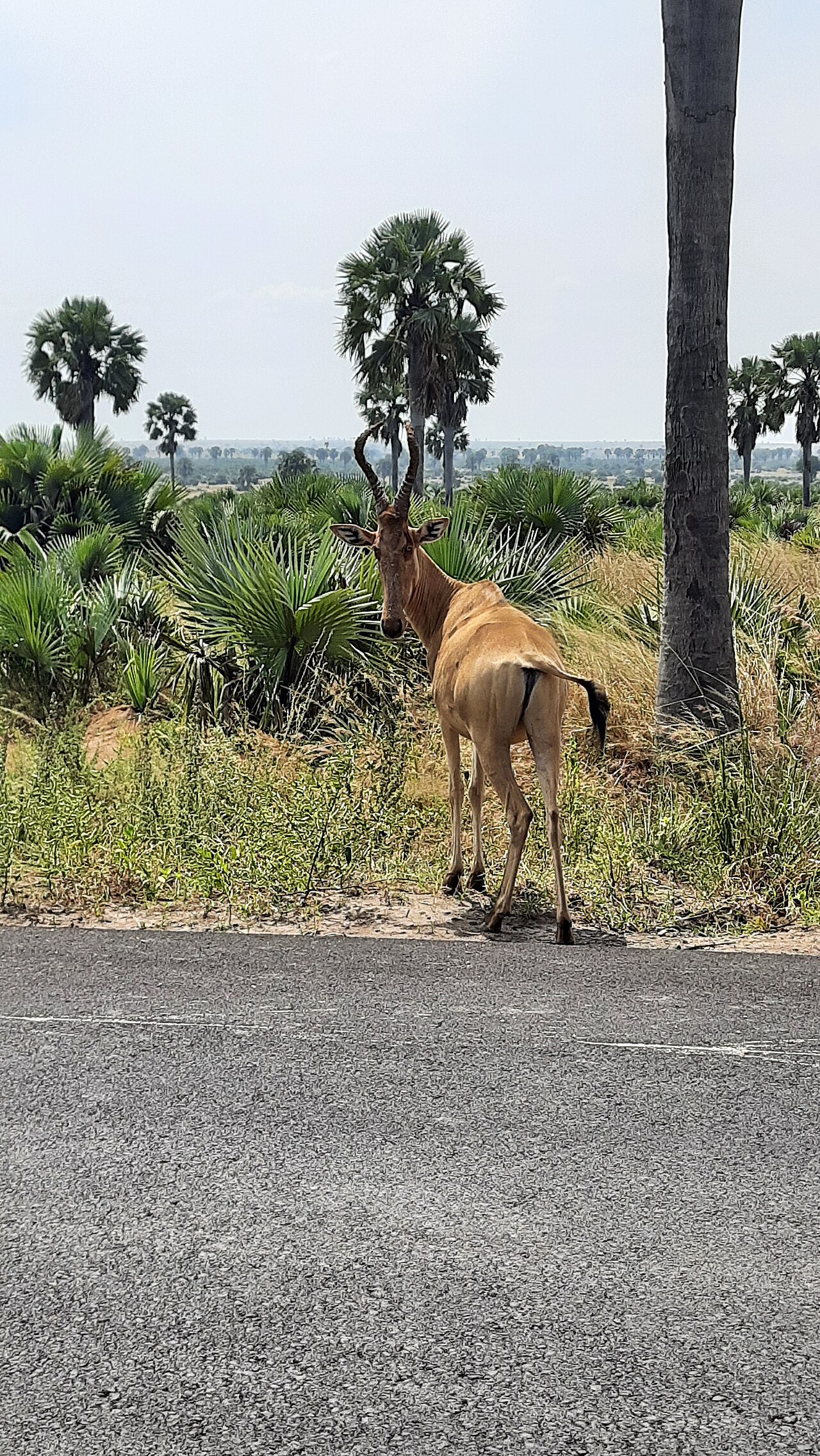 Lelwel hartebeest on East African grassland