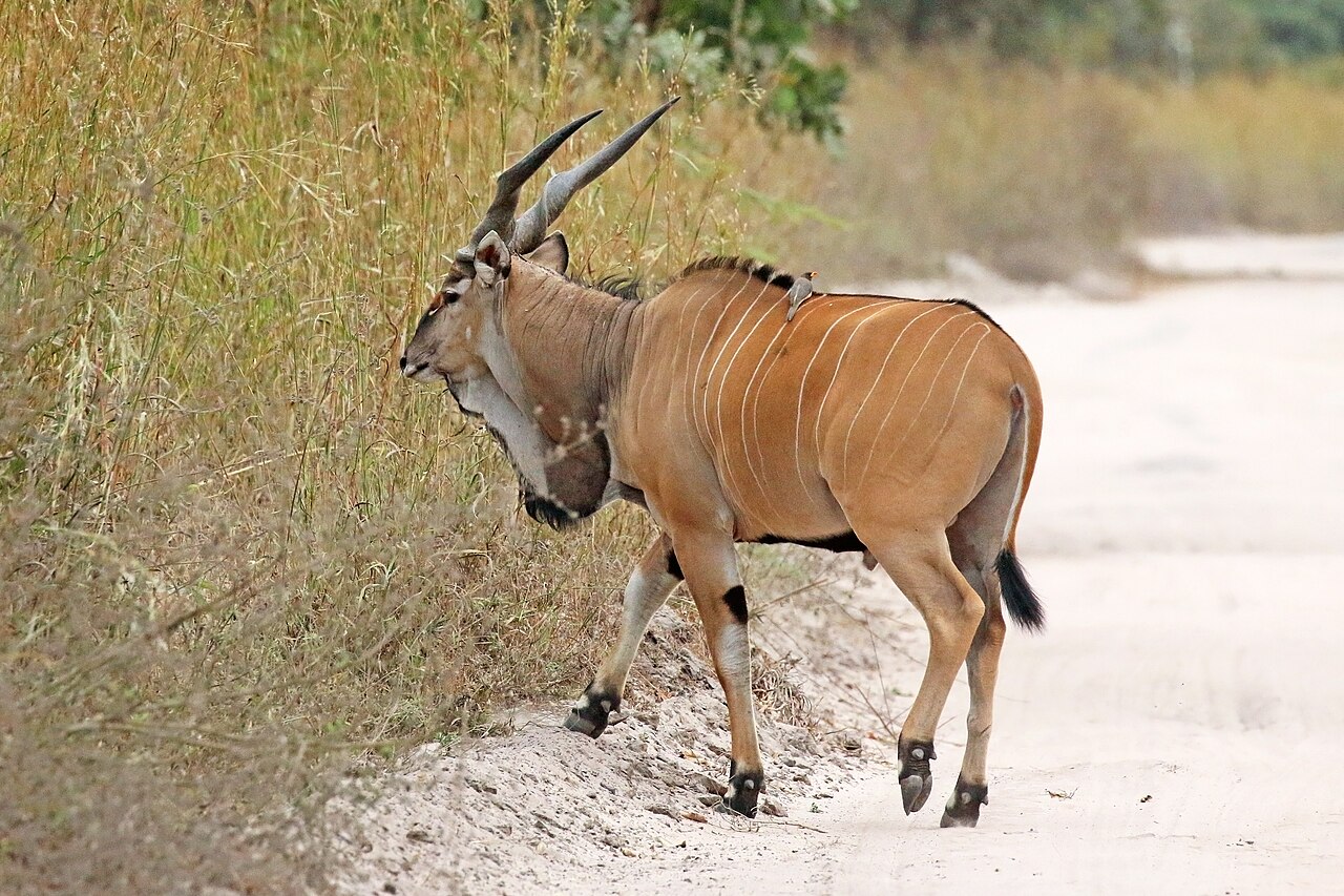 Lord Derby (giant) eland bull