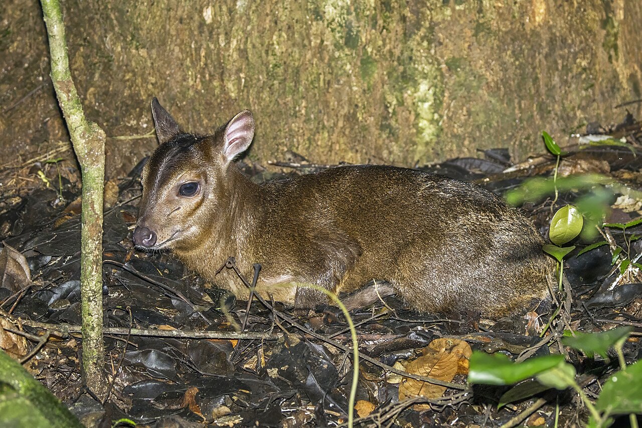 Maxwell's duiker in West African forest