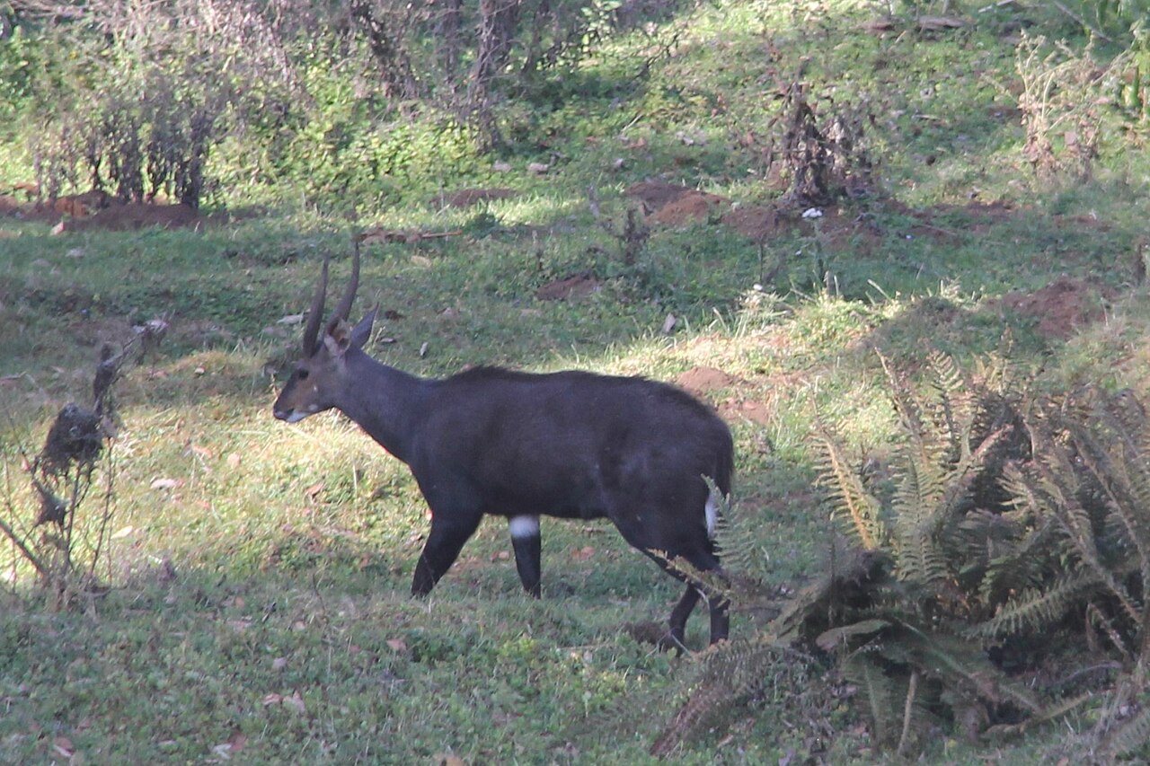 Dark Menelik's bushbuck ram in Ethiopian highlands