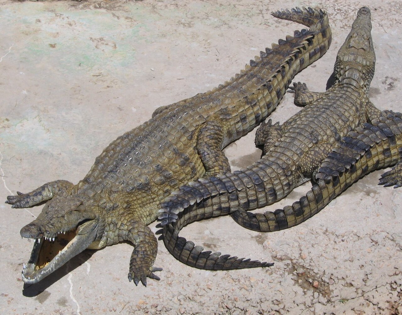 Nile Crocodile in habitat — Multi-country Crocodile Focus — 7 Days, Mozambique hunt package