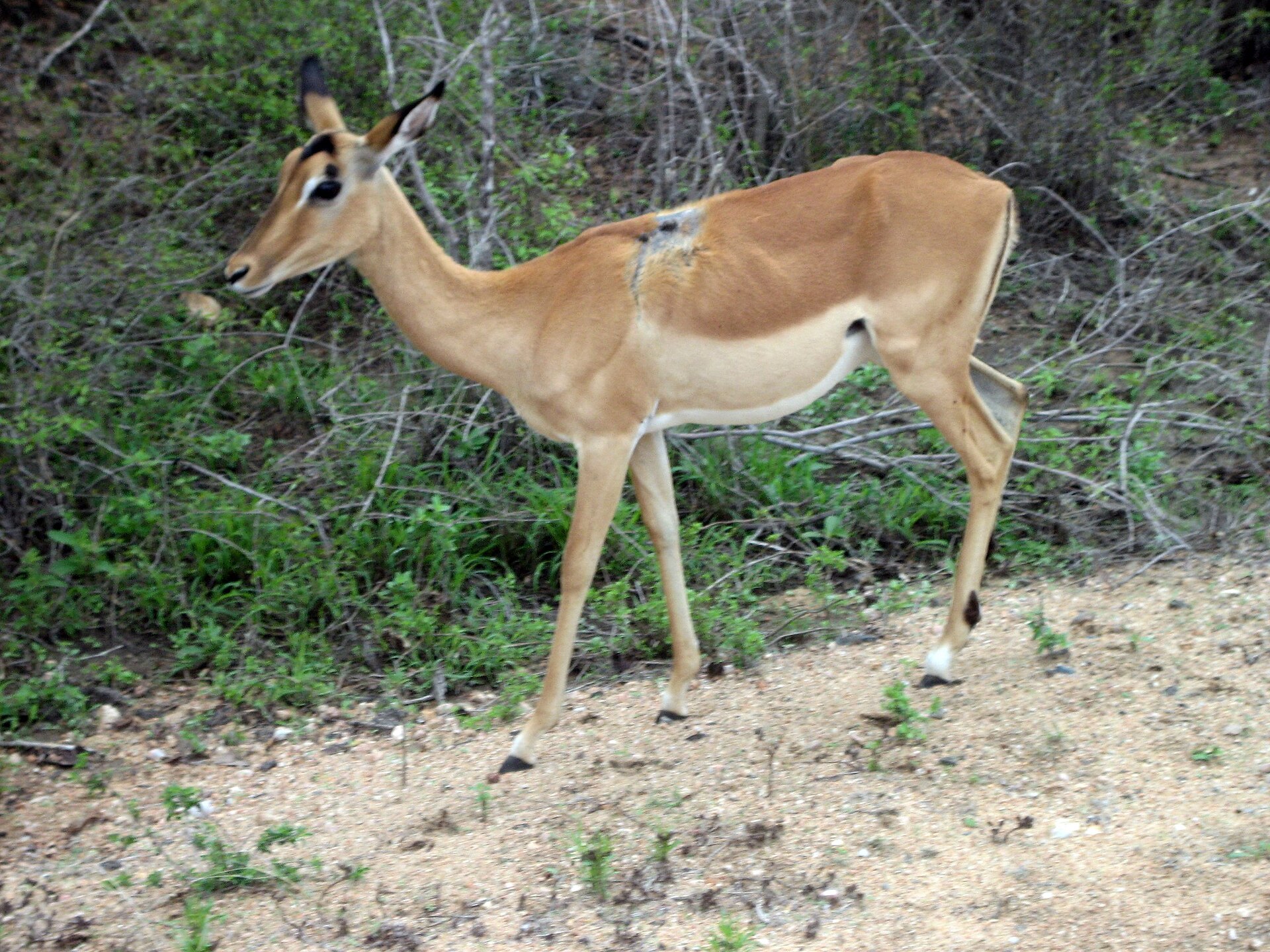Impala — Gaza Coutada Plains — 10 Days, Mozambique hunt package