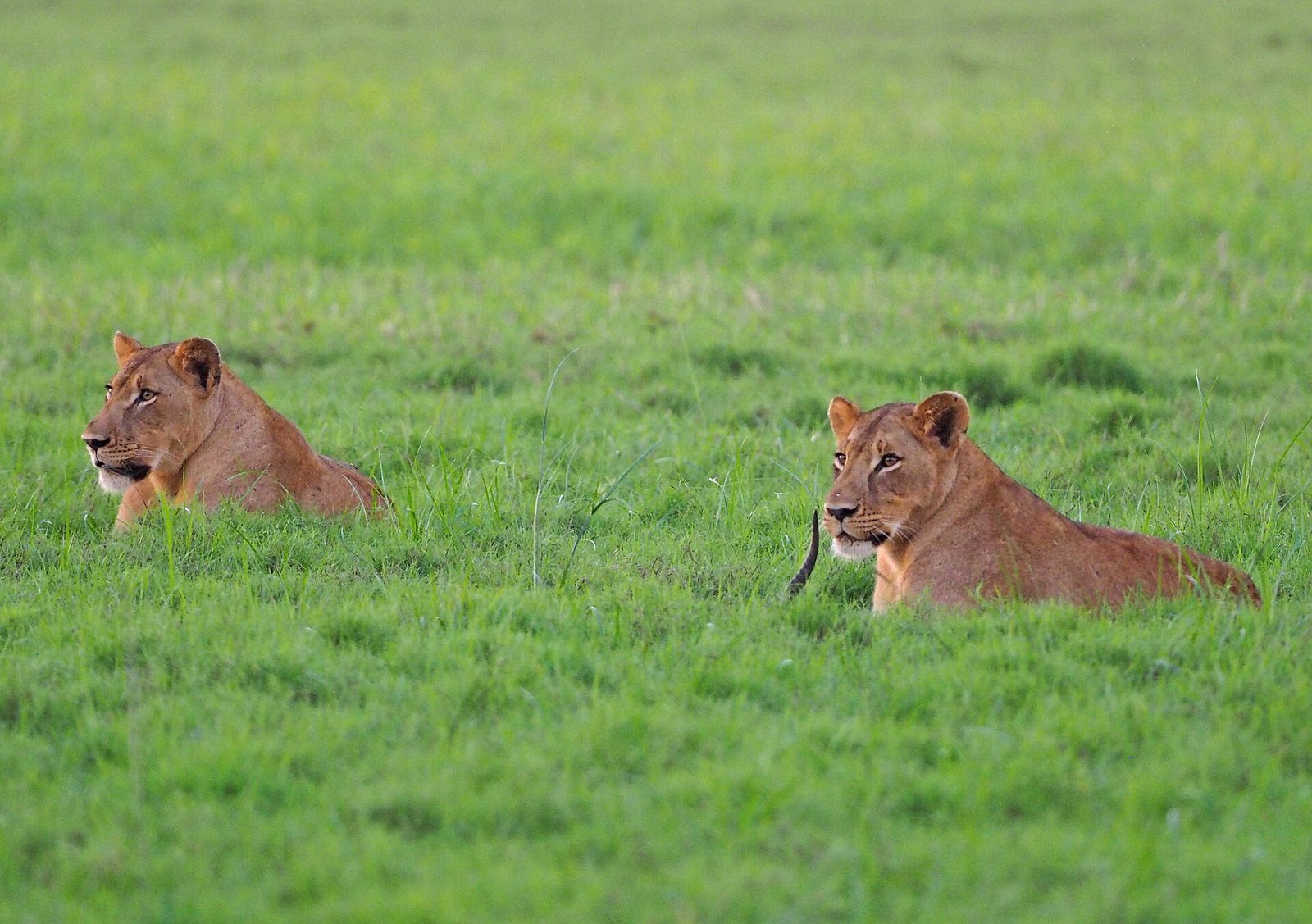 African Lion - Panthera leo, Gorongosa National Park, Mozambique — Mozambique Lion & Buffalo — 21 Days, Mozambique hunt package
