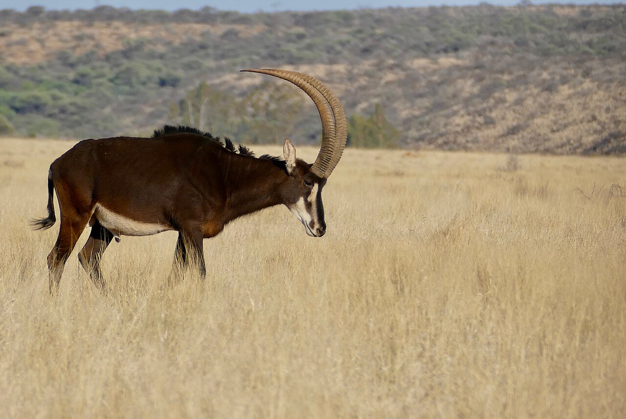 Sable Antelope in habitat — Manica Sable Woodland — 10 Days, Mozambique hunt package