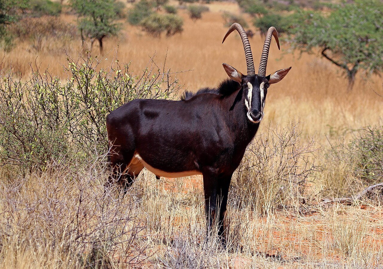 Sable in habitat — Niassa Sable — 10 Days, Mozambique hunt package