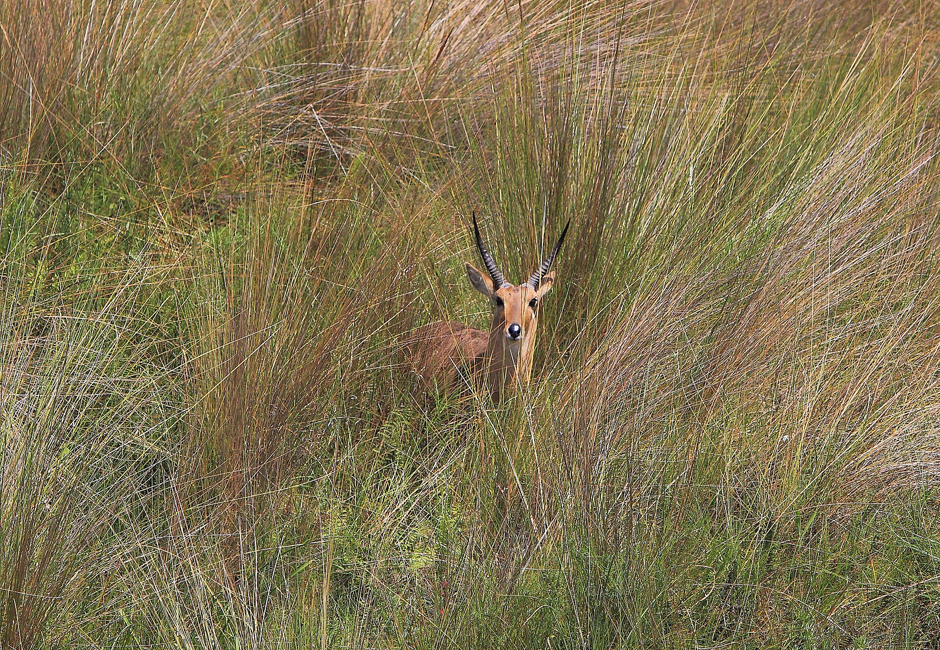 Großriedbock IMG 0077 — Sofala Bow Reedbuck — 7 Days, Mozambique hunt package