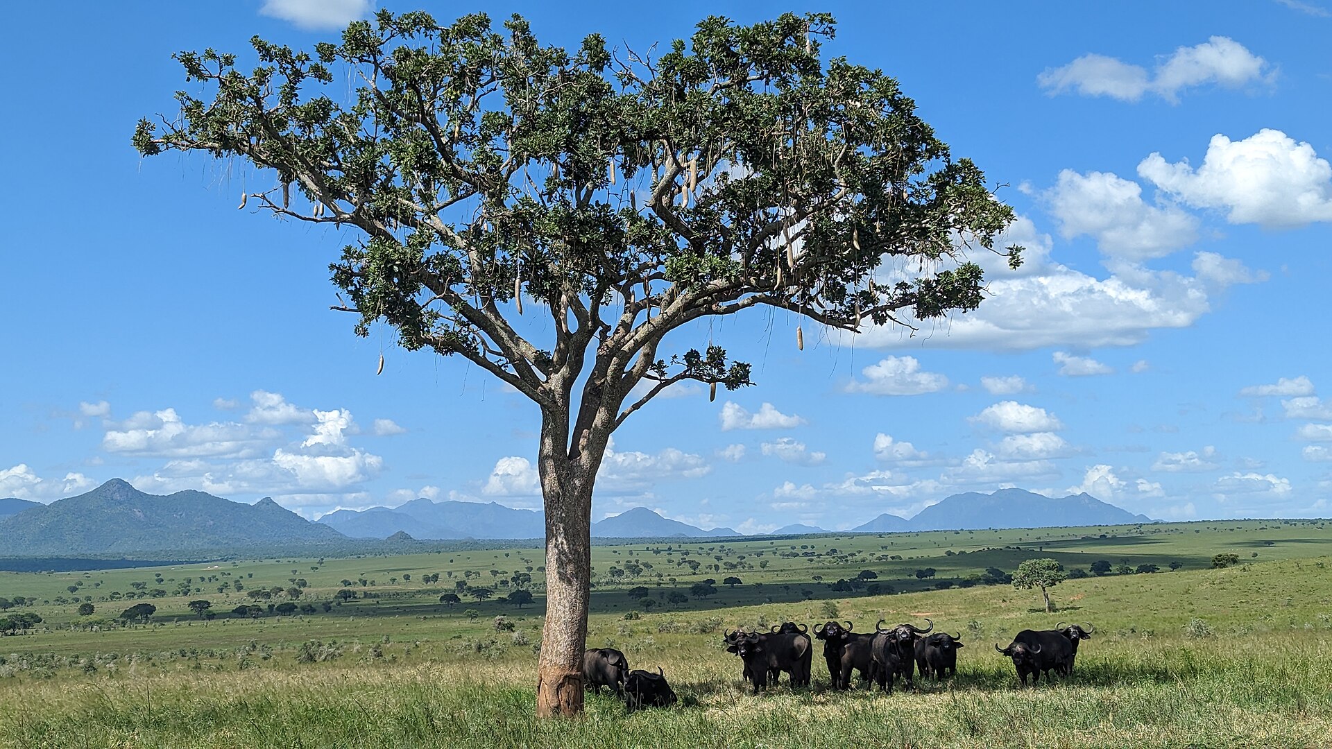 Buffaloes in Kidepo Valley National Park 04 — Tete Buffalo Plains — 12 Days, Mozambique hunt package