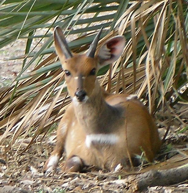 Gorongosa - Bushbuck — Zambezia Coastal Plains — 8 Days, Mozambique hunt package