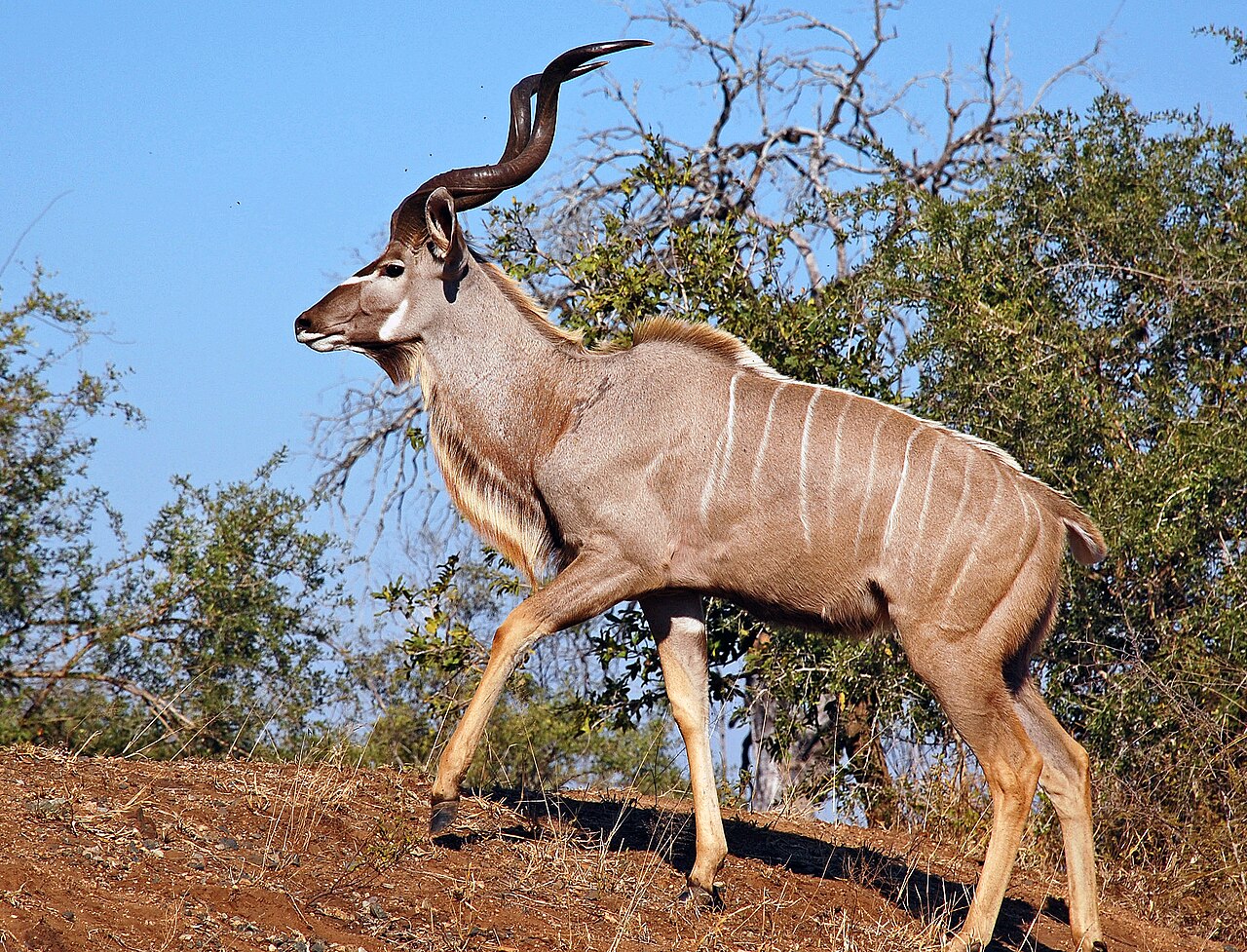 Greater Kudu in habitat — Namibia Bow Plains — 7 Days, Namibia hunt package