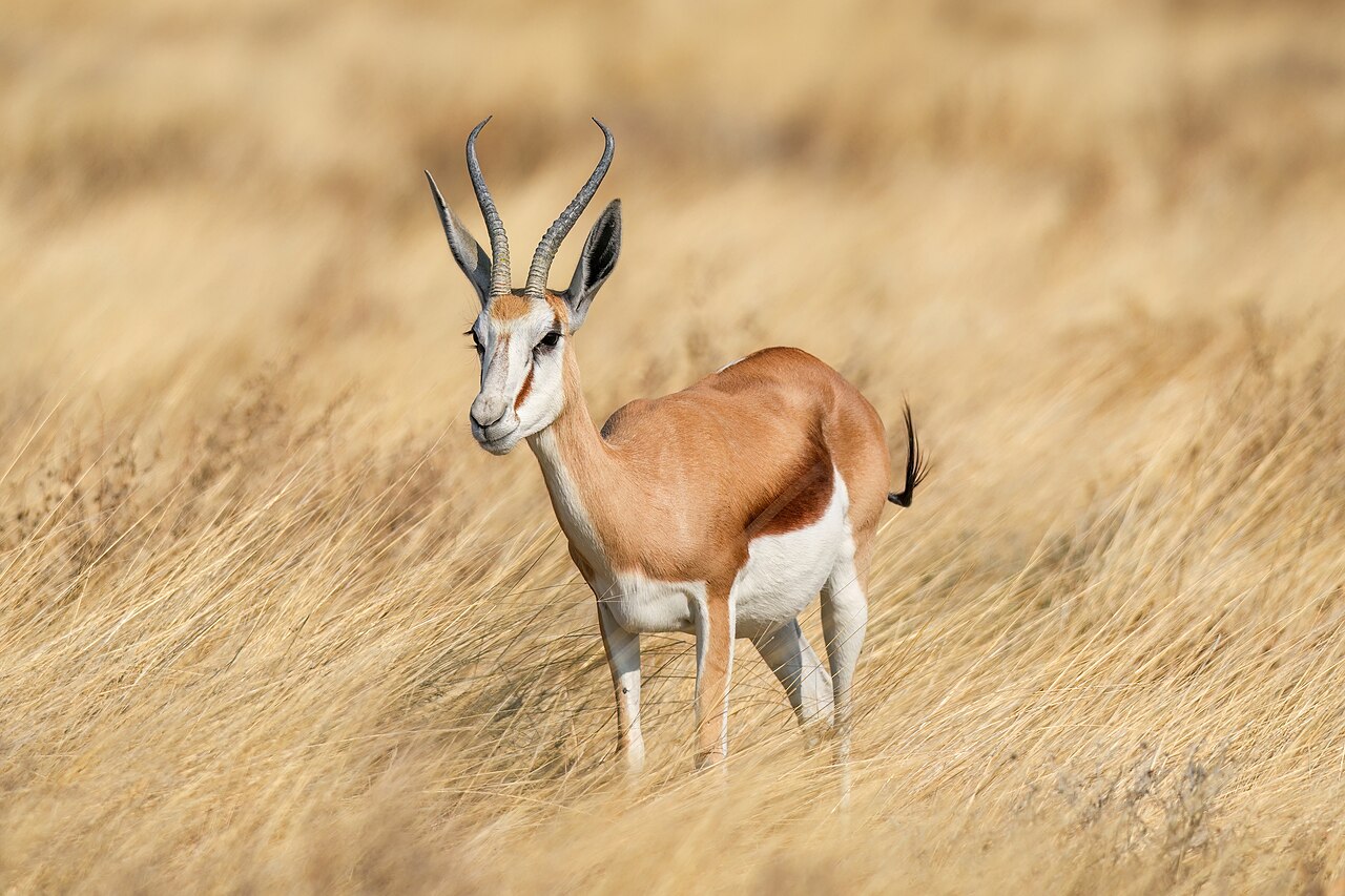 Springbok in habitat — Namibia Bow Plains — 7 Days, Namibia hunt package
