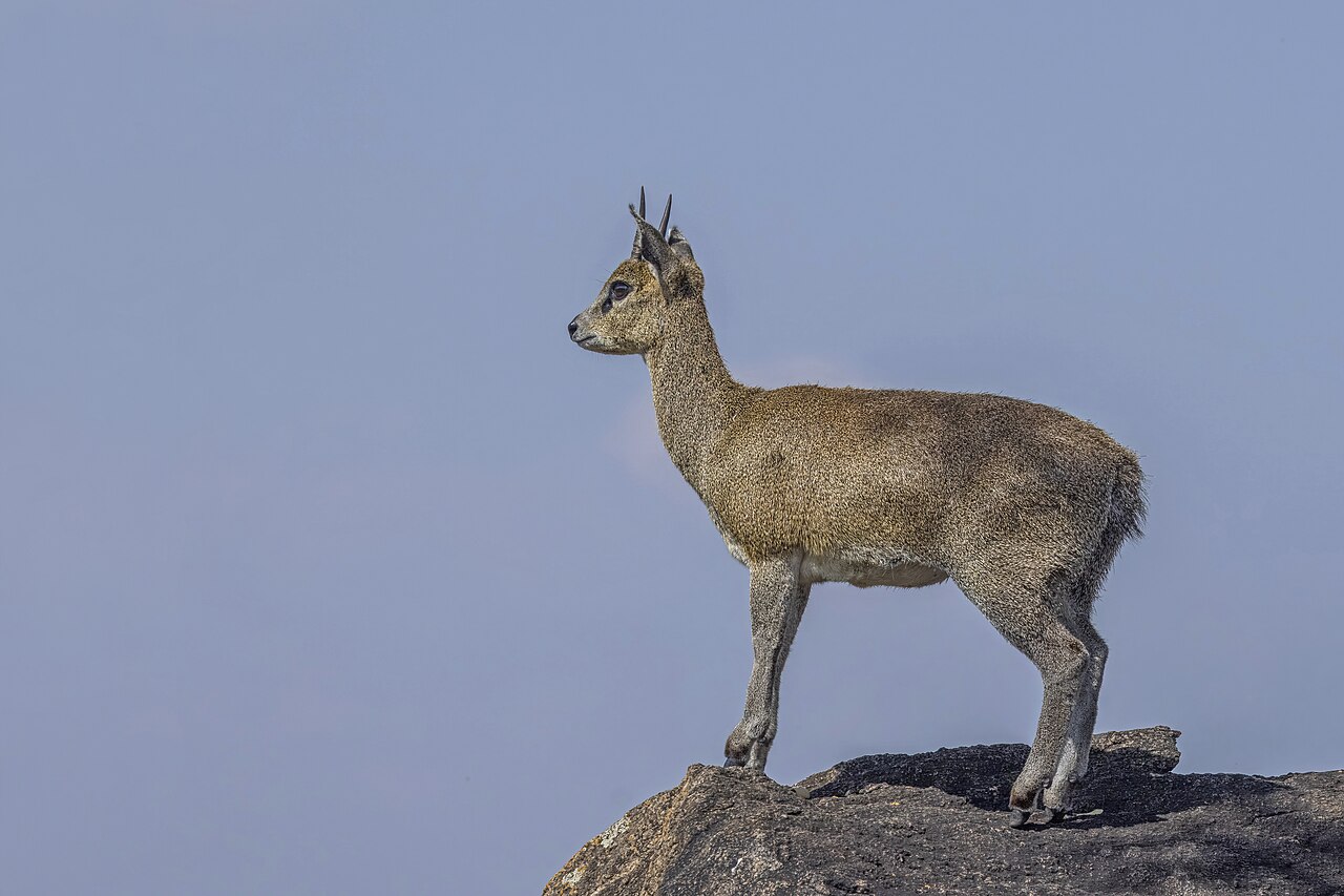 Klipspringer in habitat — Namibia Damara Specialty — 8 Days, Namibia hunt package