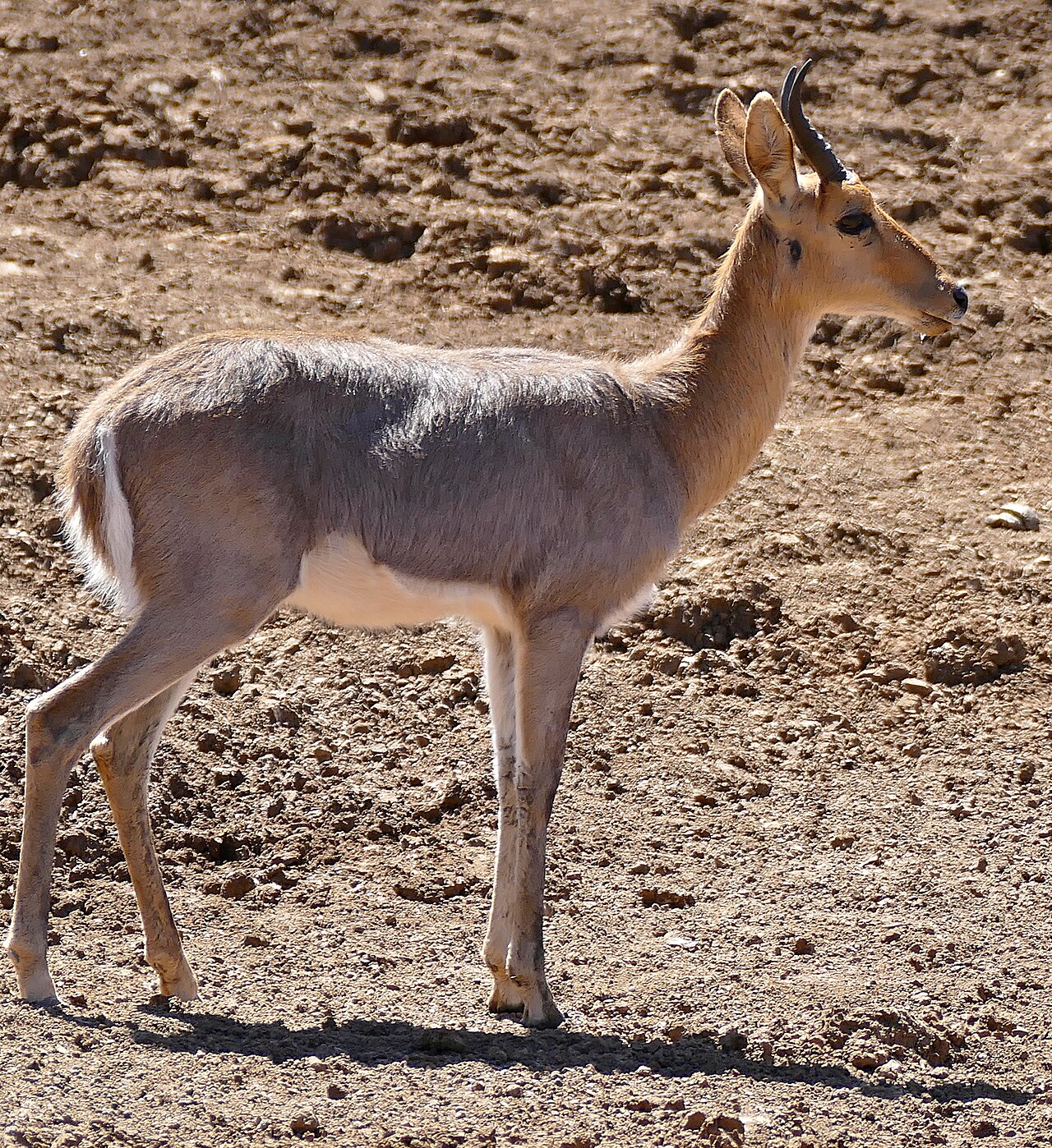 Mountain Reedbuck in habitat — Namibia Damara Specialty — 8 Days, Namibia hunt package
